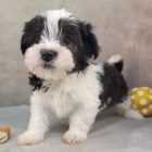 rozkon a zdrav krsn mini havanese ttka k adopci.