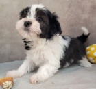 rozkon a zdrav krsn mini havanese ttka k adopci.