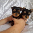 miniaturn ttka yorkie bez PP k adopci