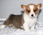 krsn a andlsk tata Pembroke Welsh Corgi na prodej.