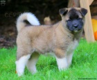 tata Akita inu k adopci