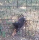 australsk kelpie tata k adopci