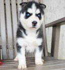 Rozkon sibisk husky s krsnma modrma oima k adopci.