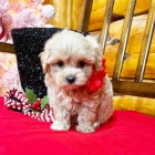 Zdrav tata MALTIPOO k adopci