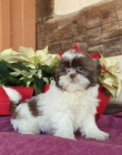 tata Shih Tzu k dispozici