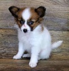 papillon puppies for sale