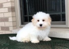 Prodm tata Coton de Tulear