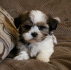 tata Shih Tzu.