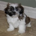 Zdrav tata Shih Tzu pipraven k adopci.