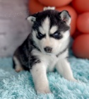 Rozkon sibisk husky s krsnma modrma oima k adopci.