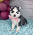 Mini sibisk husky s krsnma modrma oima k adopci.