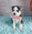 Mini sibisk husky s krsnma modrma oima k adopci.