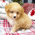 Krsn tata Aussiedoodle k adopci