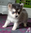 Krsn tata Pomskies k adopci (kenec sibiskho a pomeraniana).