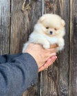 samec a fenka pomeranian tata k adopci