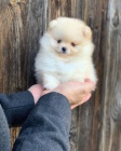 samec a fenka pomeranian tata k adopci