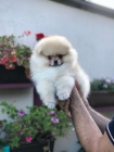 pomeranian tata k adopci