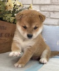 Prodm roztomil ttka mini shiba inu