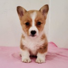 Prodm tata Pembroke Welsh Corgi.