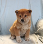 tata Shiba Inu k dispozici