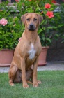 Rhod. ridgeback - ttka s PP - ihned k odbru