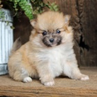 Pomeranian tata k adopci. Jsou okovan a oderven.