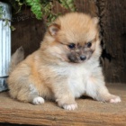 Pomeranian tata k adopci. Jsou okovan a oderven.