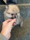 Pomeranian tata k adopci. Jsou okovan a oderven.