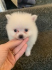 Pomeranian tata k adopci. Jsou okovan a oderven.