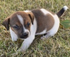 Prodm tata jack russell terira.