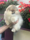 Pomeranian TATA na prodej. 