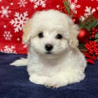 Prodm tata MaltiPoo