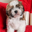 Shih Tzu tata.