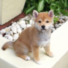 Prodm tata Shiba inu