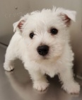 Prodm mini tata West Highland White Terriers