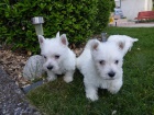 West Highland White Terrier tata