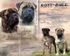 Bulmastif  bullmastiff  bullmastif