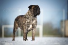 Bulmastif  bullmastiff  bullmastif