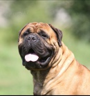 Bulmastif  bullmastiff  bullmastif