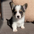 krsn a andlsk tata Pembroke Welsh Corgi na prodej.