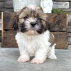 Prodm mini krsn a okovan tata SHIH TZU