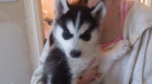 Rozkon sibisk husky s krsnma modrma oima k adopci.