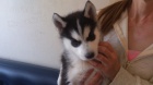 Rozkon sibisk husky s krsnma modrma oima k adopci.