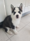 sibisk husky s krsnma modrma oima k adopci.