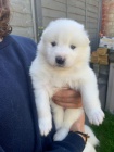 ڞasn Samoyed tata.