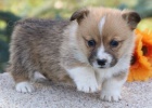 krsn a andlsk tata Pembroke Welsh Corgi na prodej.  moje tata Pembroke Welsh Corgi jsou dobe vycvien a miluj se mazlen. jsou socializovan a hygienicky vykoleni. jsou nyn pipraveni odejt do svch novch domov.