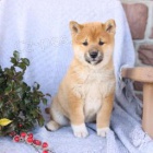 Shiba tata.