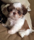 tata SHIH TZU k adopci