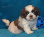 prodm okovan krsn tata SHIH TZU