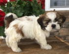 okovan tata fena a pes SHIH TZU k adopci.